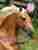 Dreaming of horses