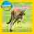 Kangaroos