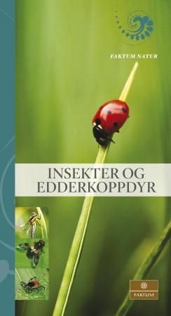 Insects and spiders