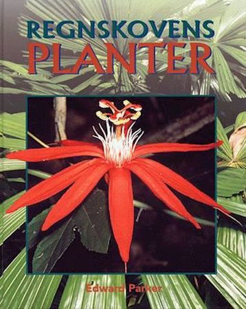 Rainforest trees and plants