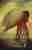 The secret scripture