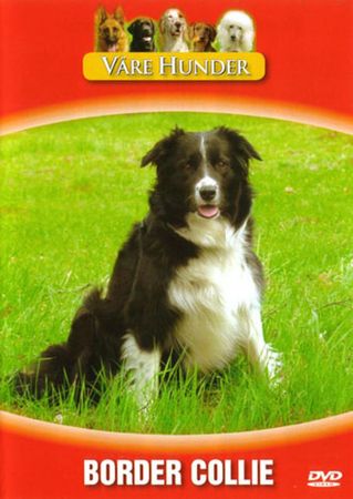 Border collie