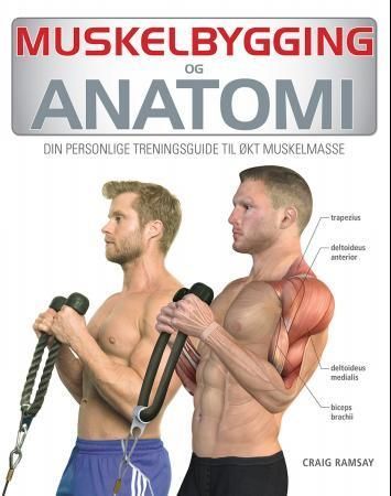 Anatomy of muscle building