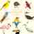 The little guide to birds