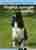 De Engelse springer spaniel