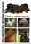 Encyclopaedia of dogs