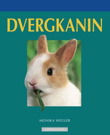 Zwergkaninchen