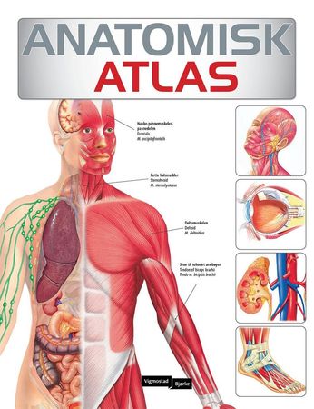 The Human body