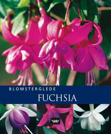 Fuchsias