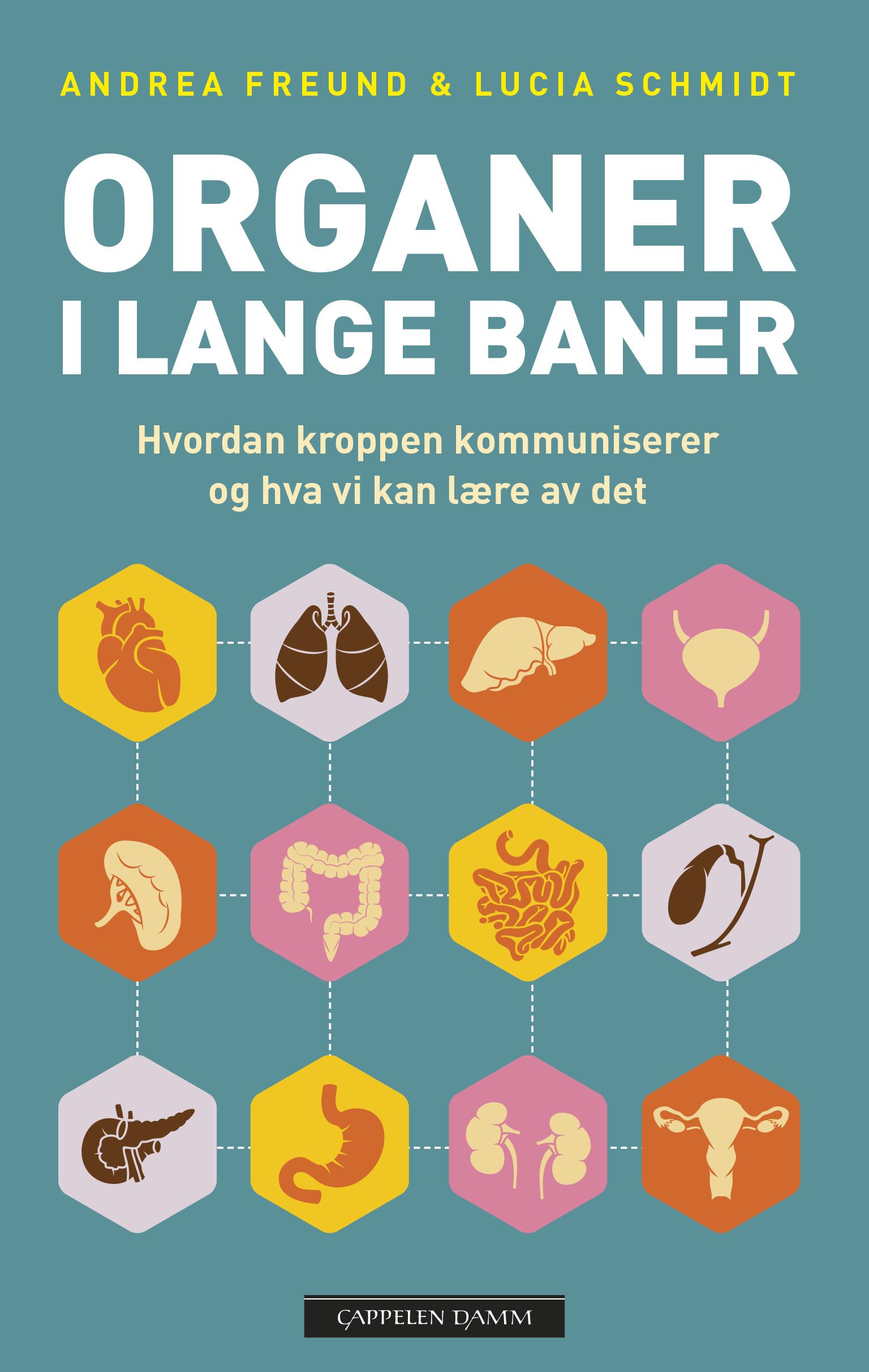 Leber an Milz