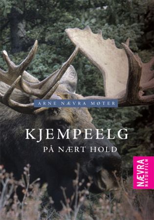 Kjempeelg på nært hold