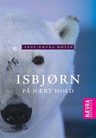 Isbjørn på nært hold