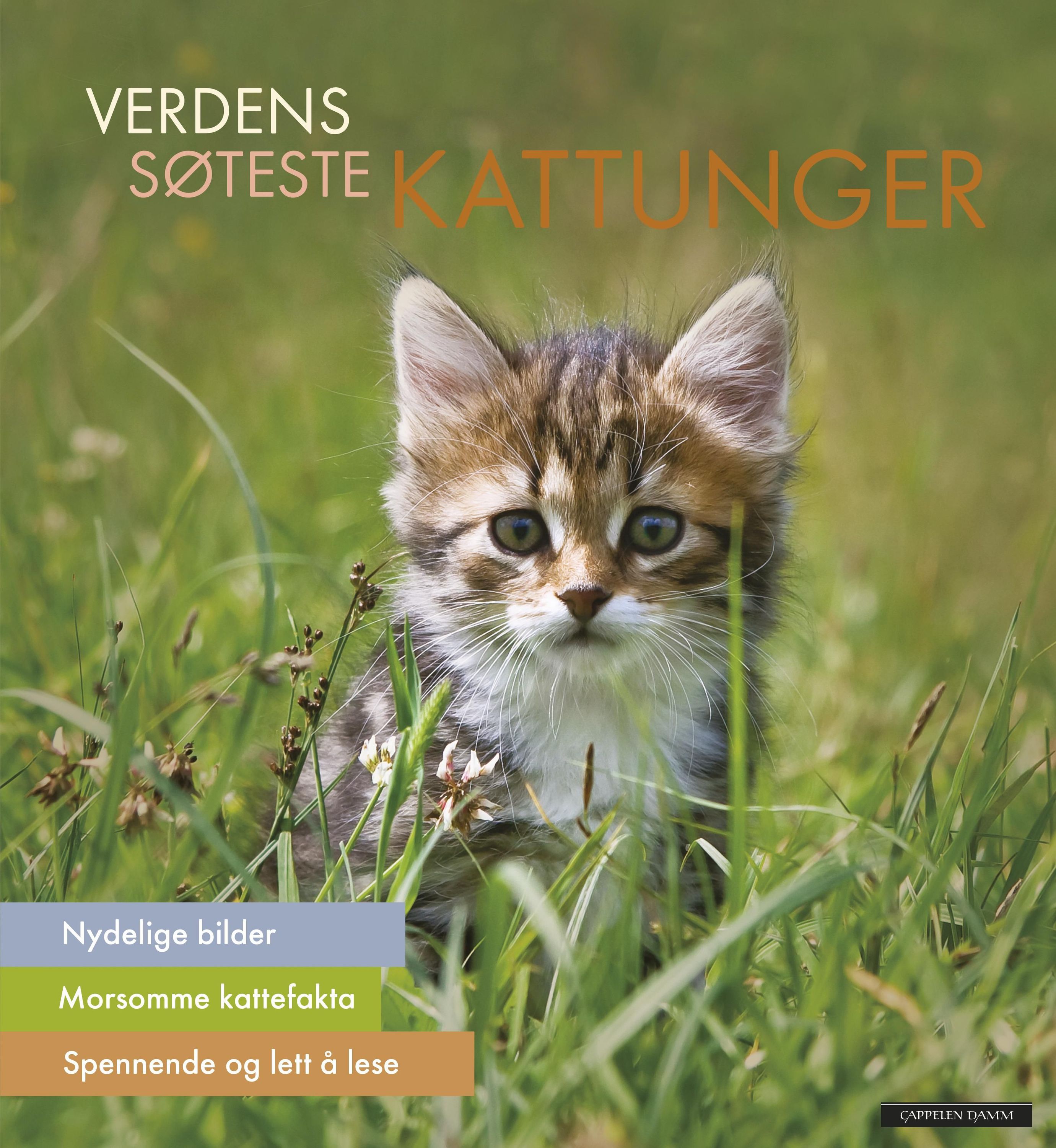 The wonder of kittens