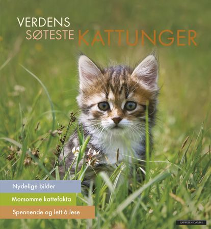 The wonder of kittens
