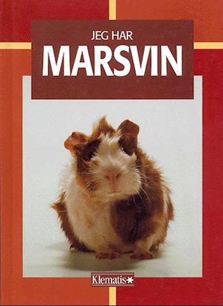 Meerschweinchen