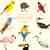 The little guide to birds