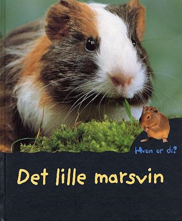 Le cochon d'inde