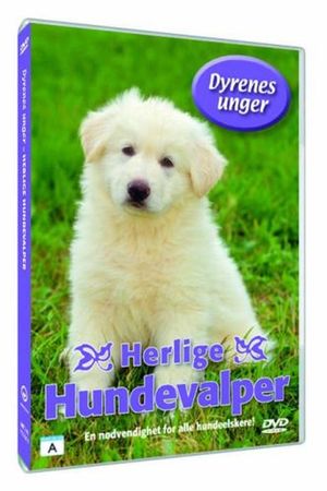 Härliga hundvalpar