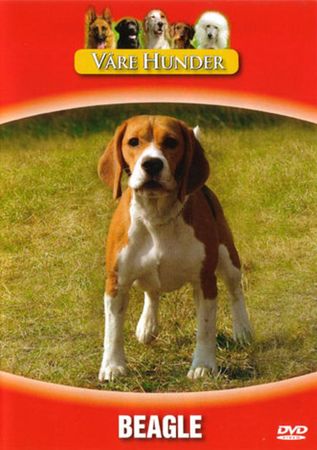 Beagle