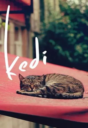 Kedi
