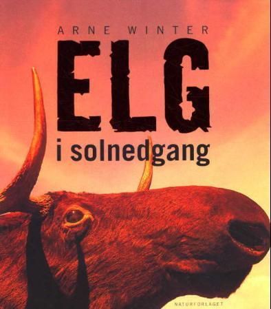 Elg i solnedgang