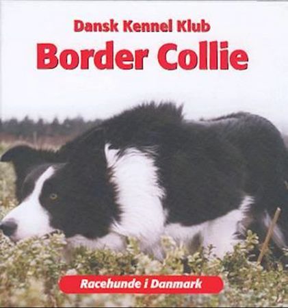 Border collie