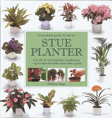 A practical guide to growing healthy houseplants