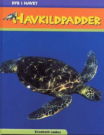 Sea turtles
