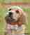 The dog lover's guide