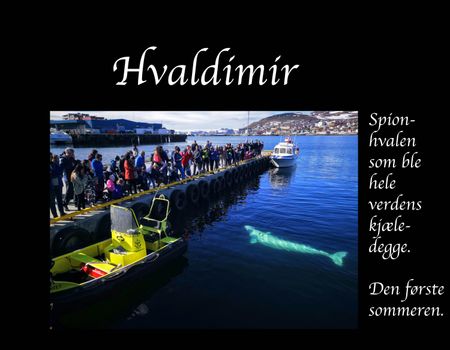 Hvaldimir