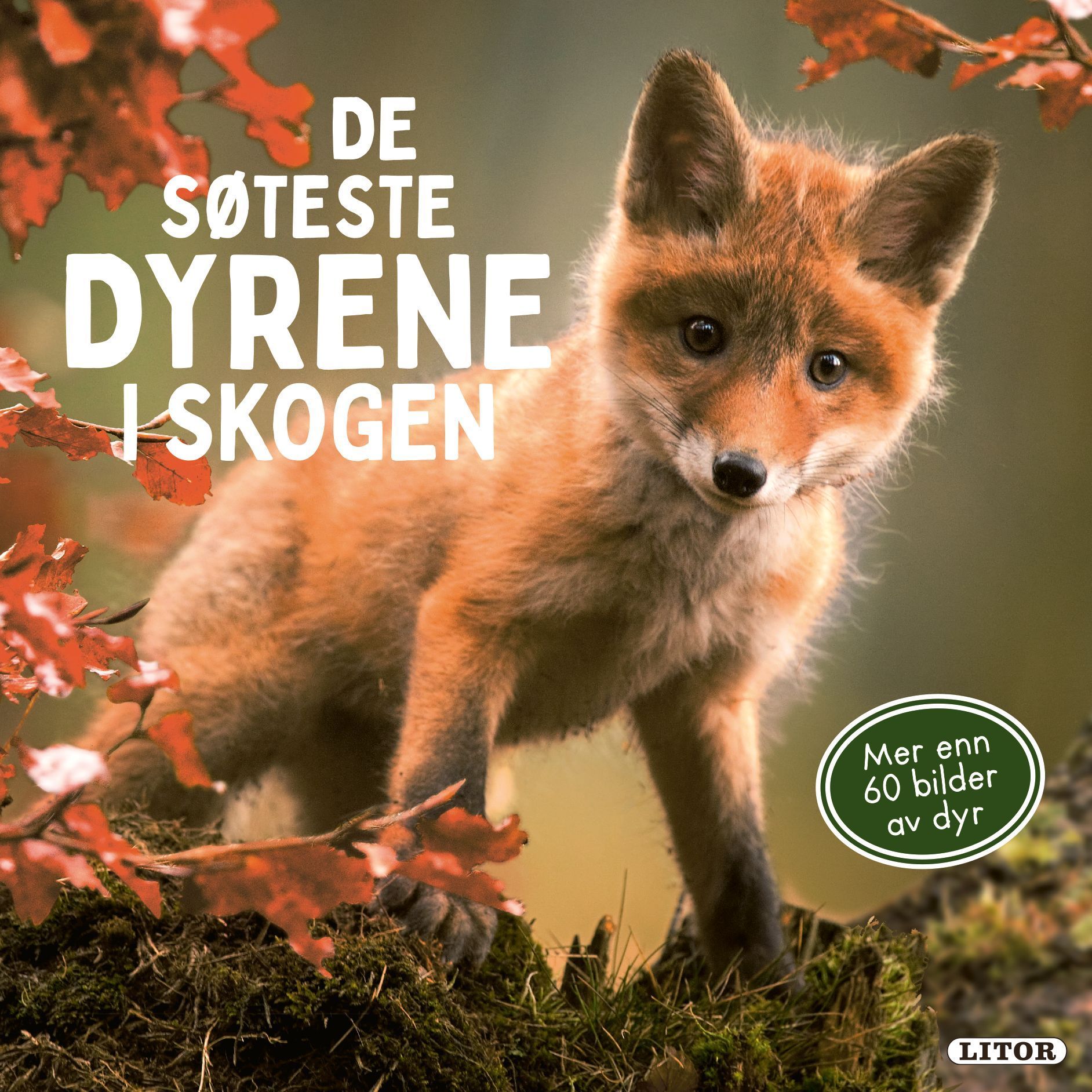Mein liebsten Tiere im Wald