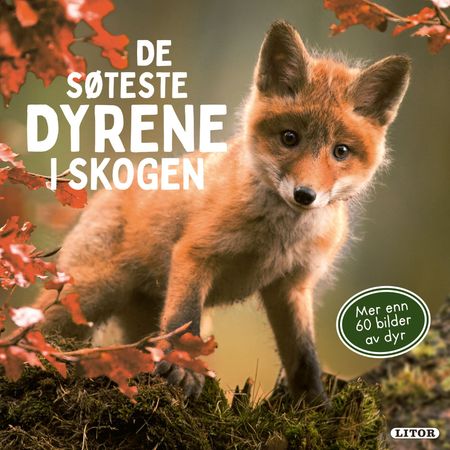 Mein liebsten Tiere im Wald
