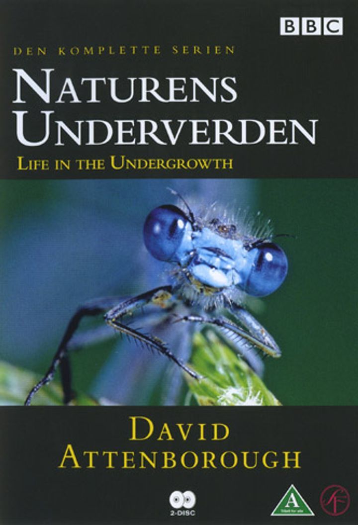 Life in the undergrowth