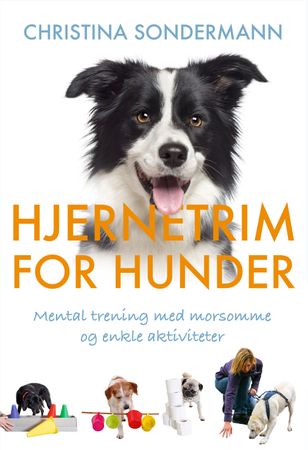 Denksport für Hunde