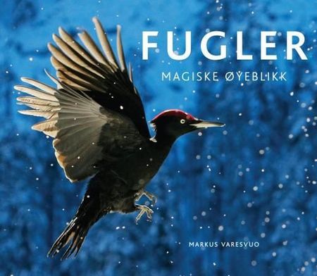 Birds magic moments