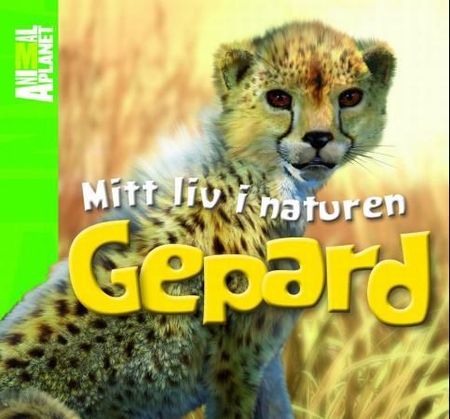 Cheetah