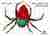 The very busy spider